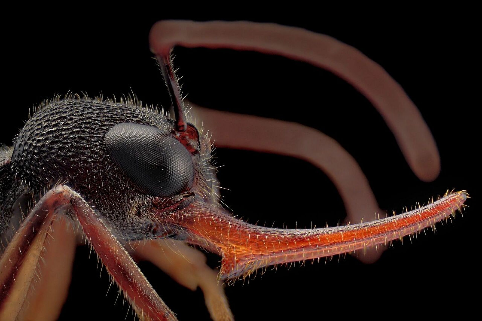 红头弓背蚁vs猎镰猛蚁图片