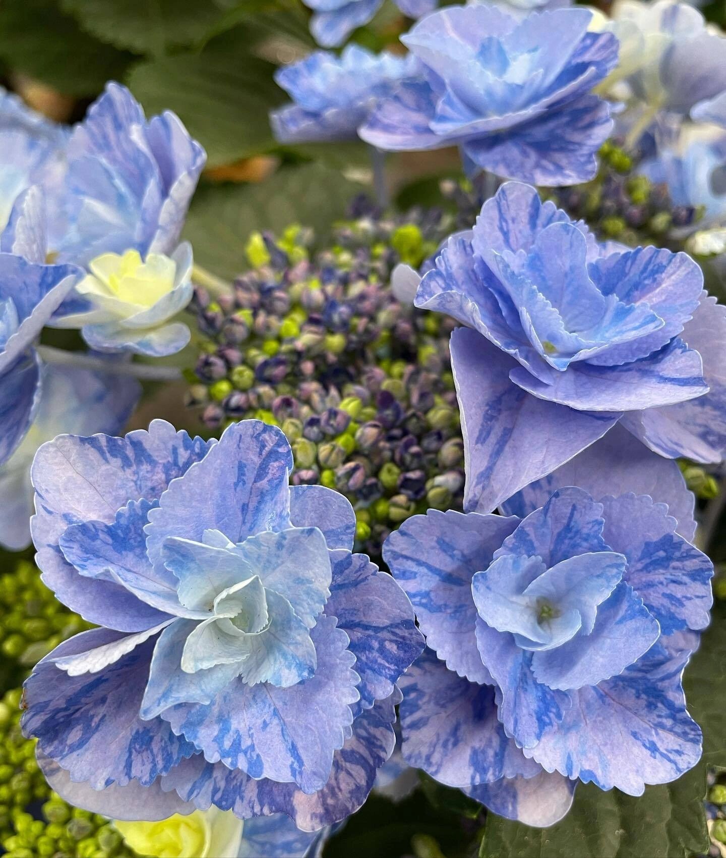 独特大理石条纹质感的重瓣绣球-妖精大理石