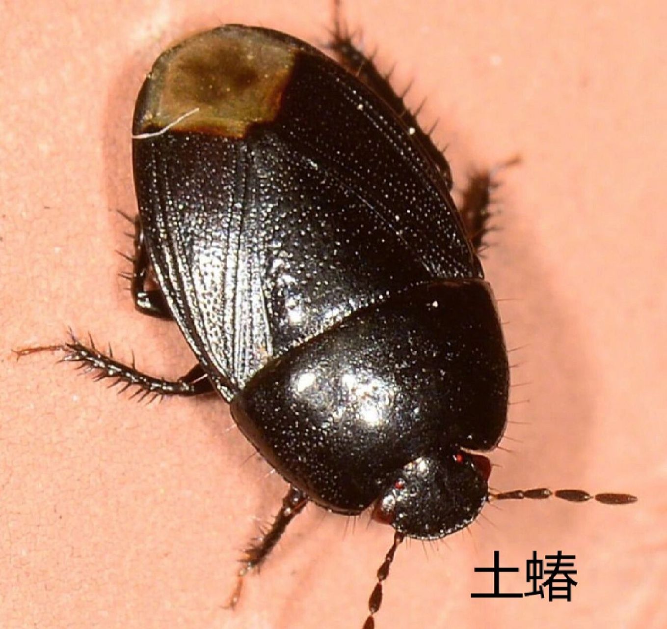 卧室里没有米却有类似米象一样的虫子,可能是因为家里比较潮湿,潮湿