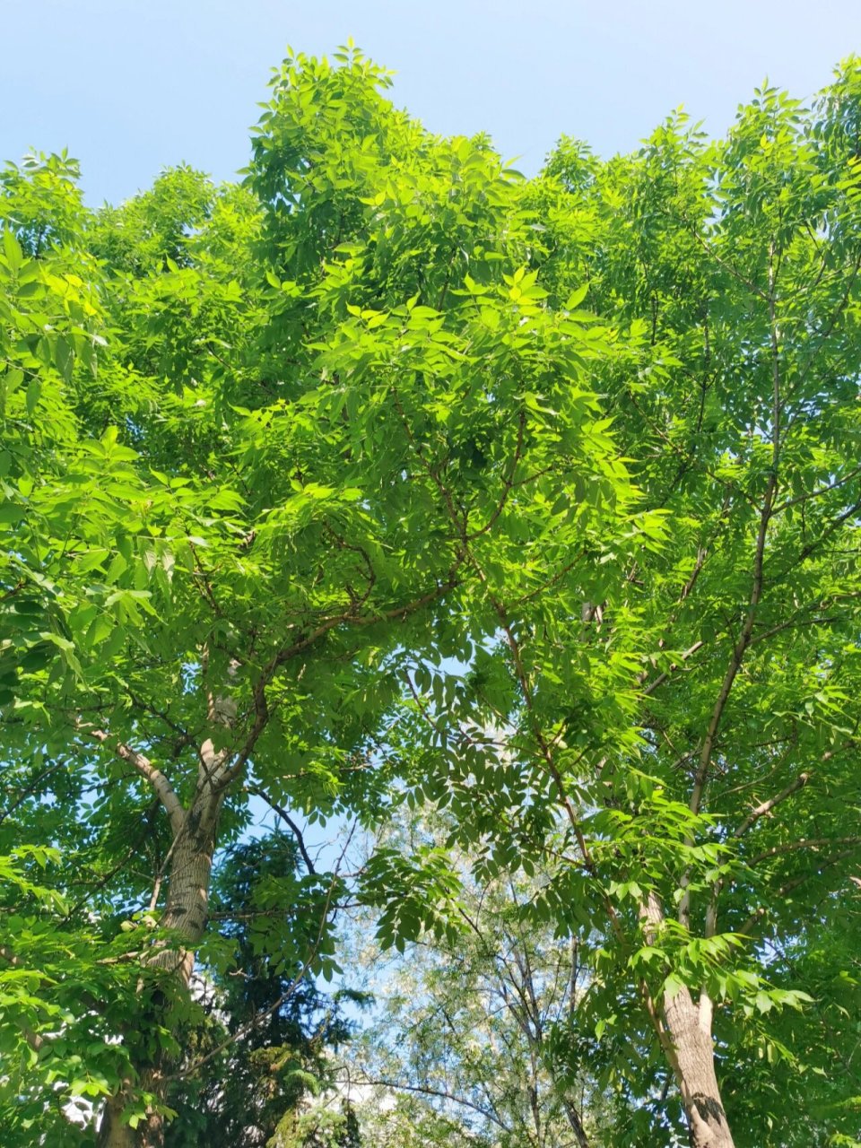 校园里最喜欢的树,美国红梣,从发芽到树叶变黄再到落叶都喜欢死了.