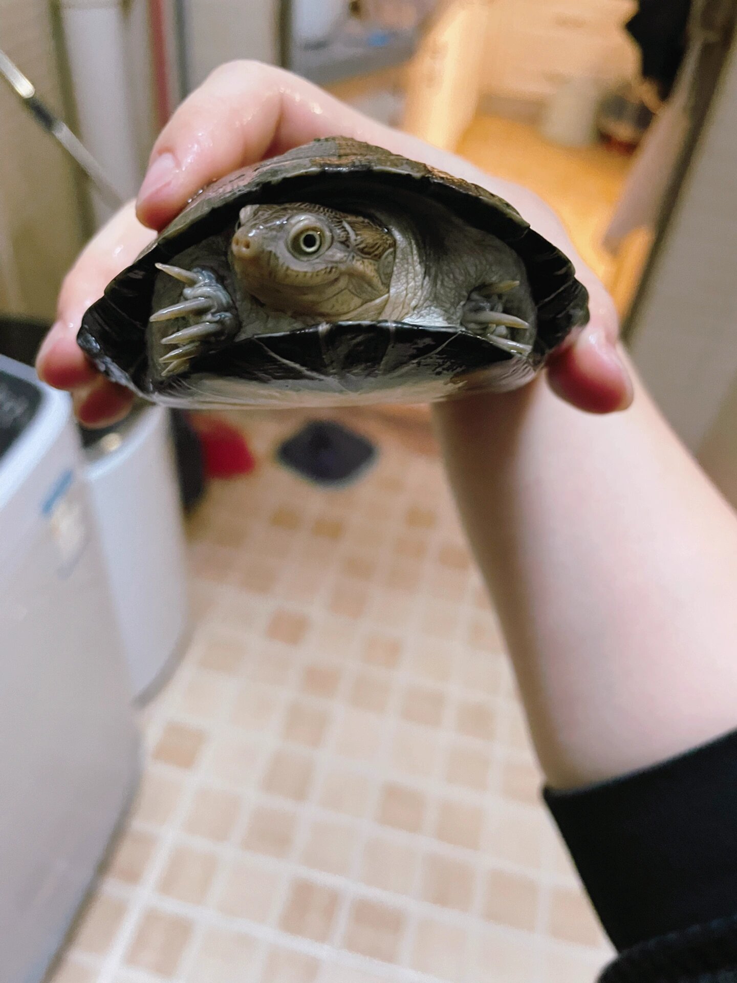 西非侧颈龟,棱背侧颈龟