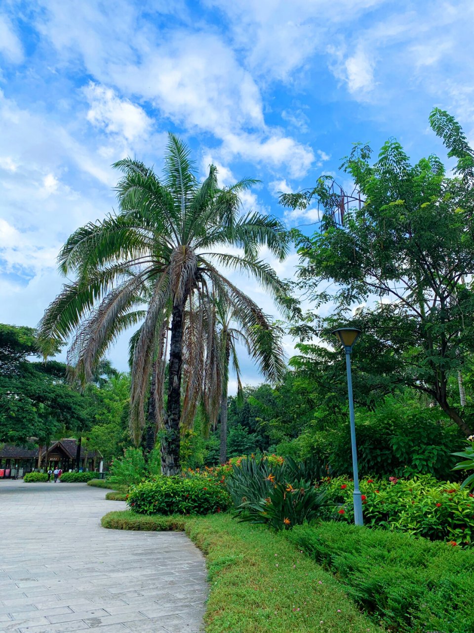 7415西双版纳旅行|天然雨林热带花卉园 99 景洪市宣慰大道99号