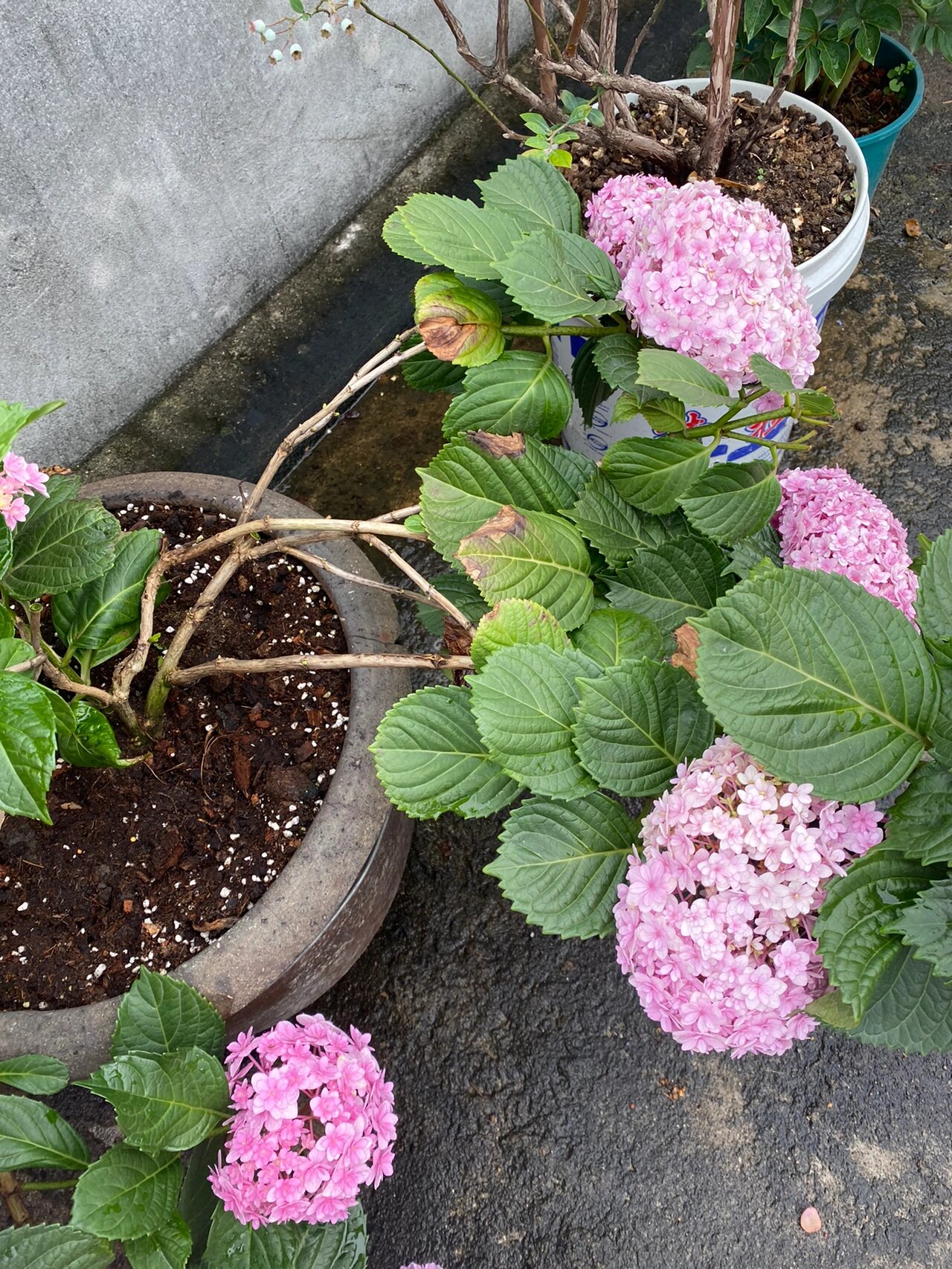 花手鞠绣球如何修剪
