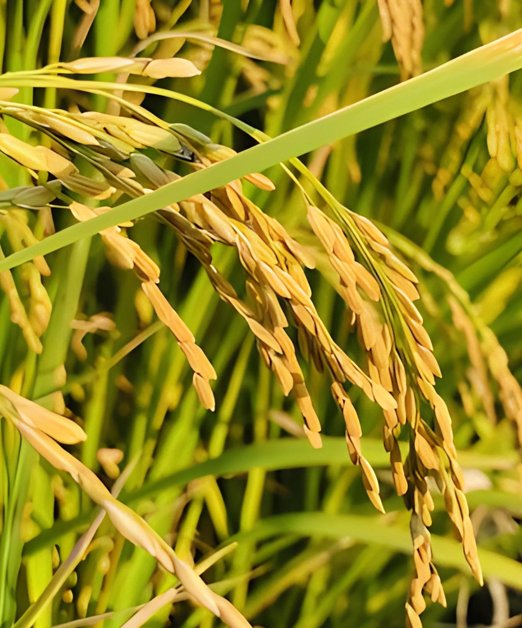 谷穗图片 98谷穗的抽穗期 98优质稻穗正常结实 98水稻抽穗扬花