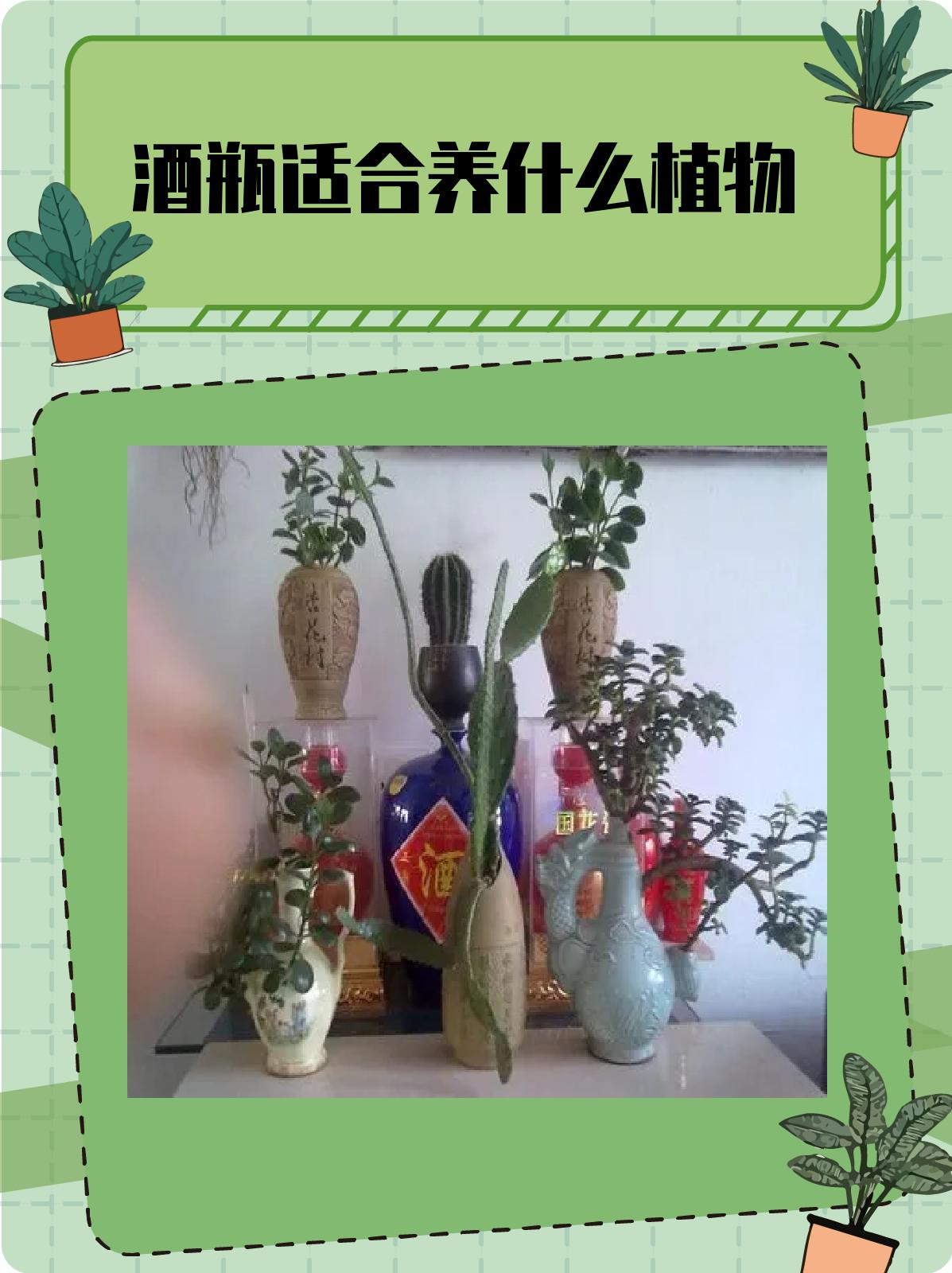 那么,酒瓶适合养什么植物呢?接下来,我们来详细探讨这个问题.