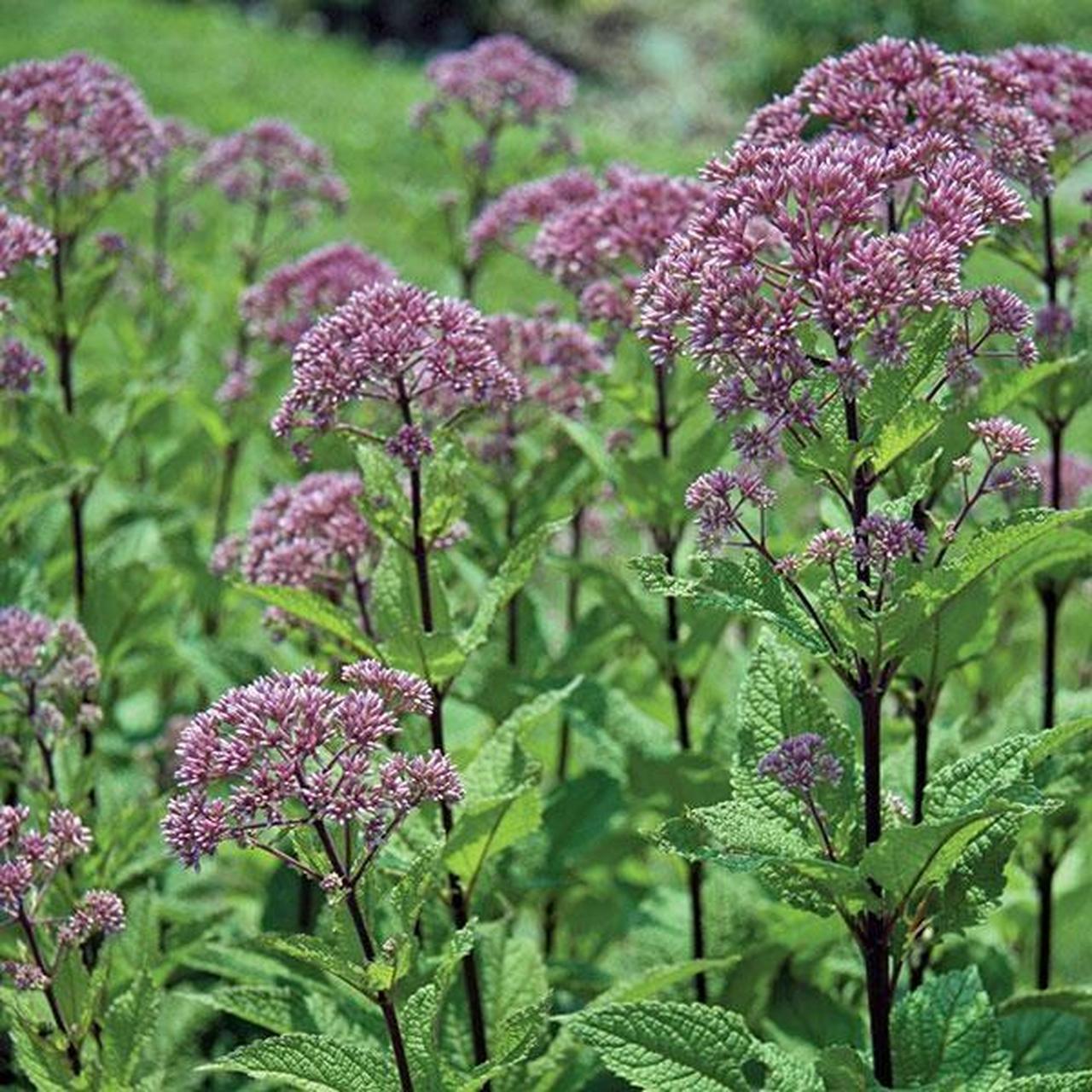 斑茎泽兰"小乔"eupatorium  	 中文名:斑茎泽兰"小乔" 品种名