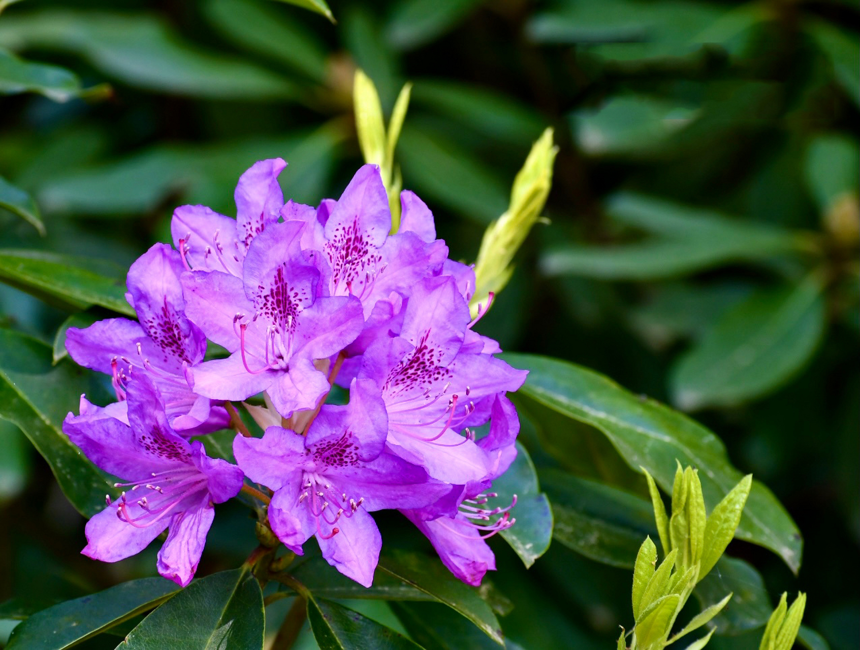 高山杜鹃～美丽的紫色 杜鹃的品种和色彩真是太丰富啦.
