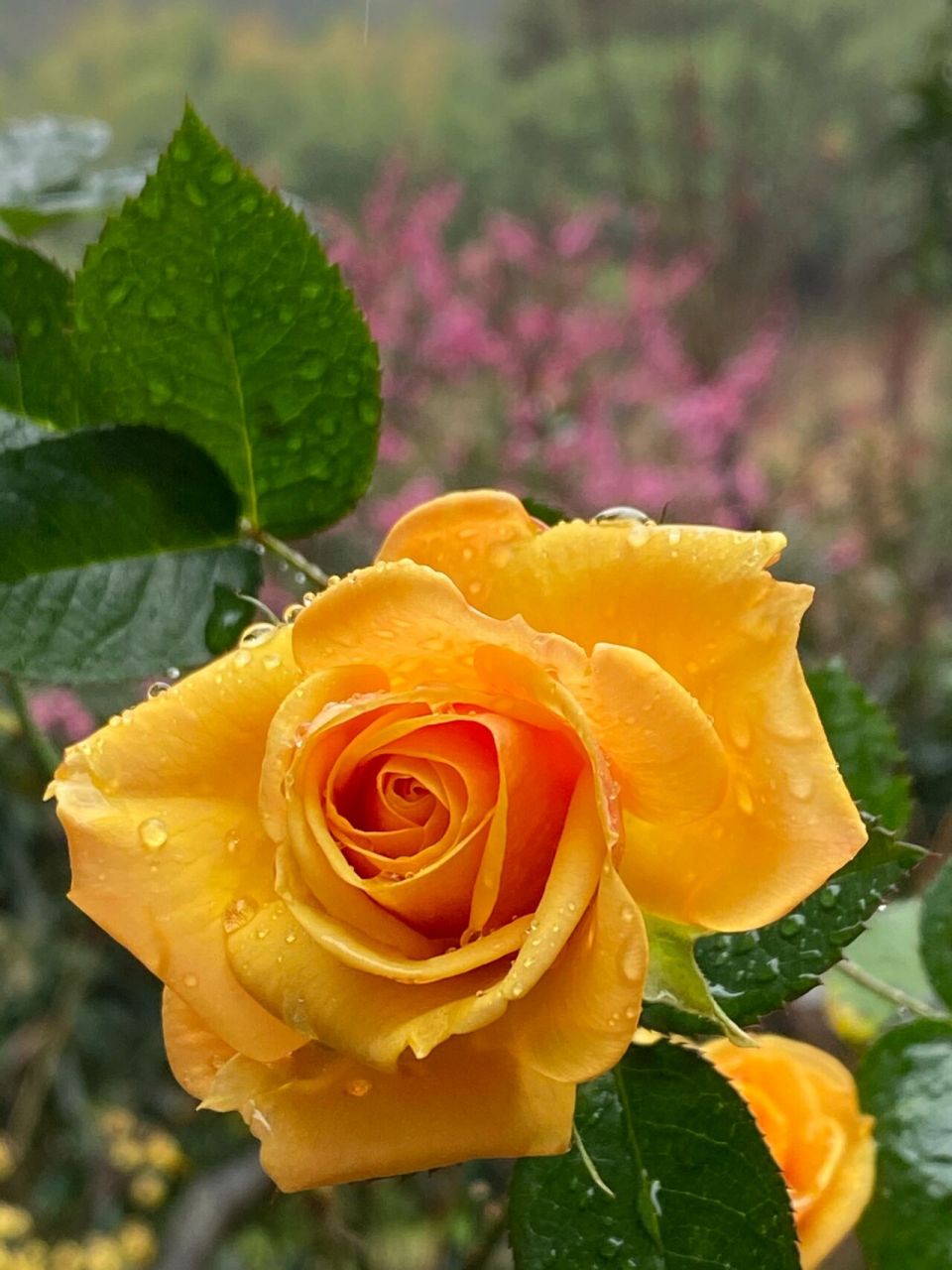 几朵月季"闪耀",这个冬天竟然如此出色.