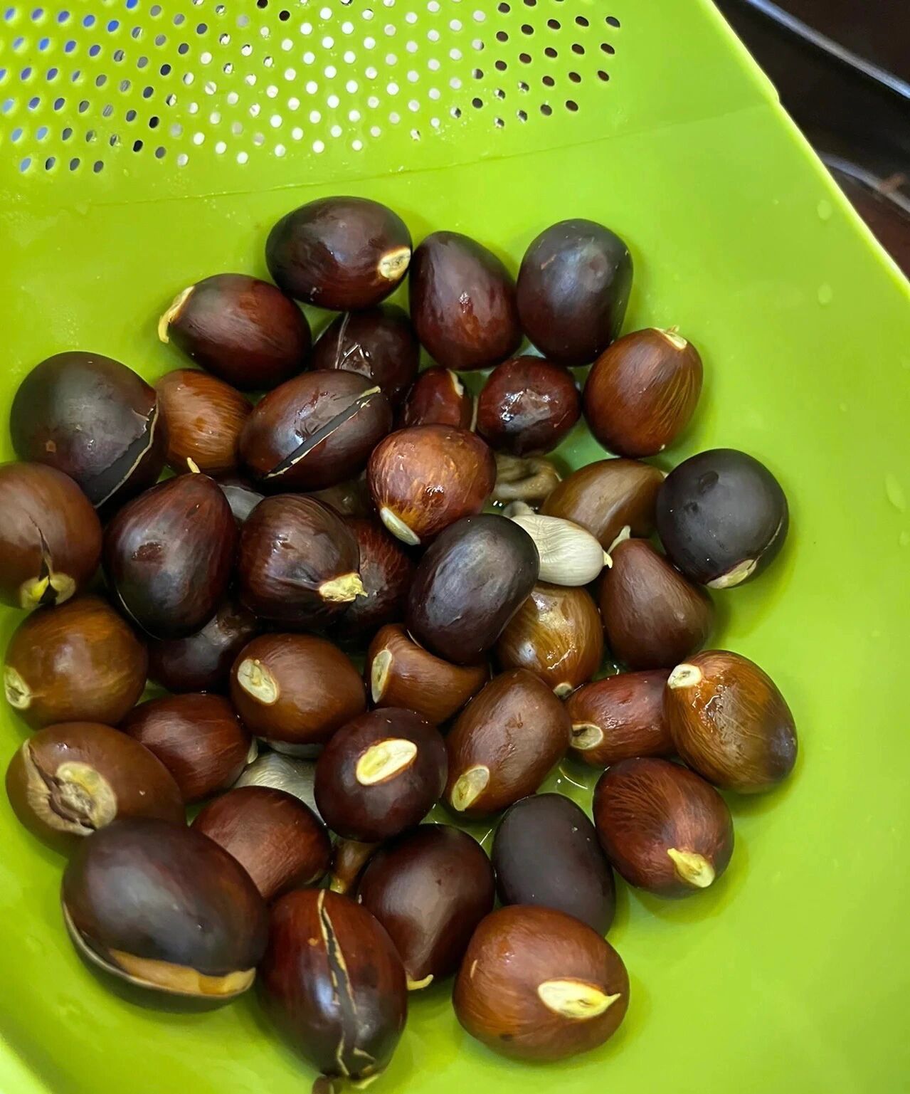 凤眼果,富贵子,苹婆上市啦!