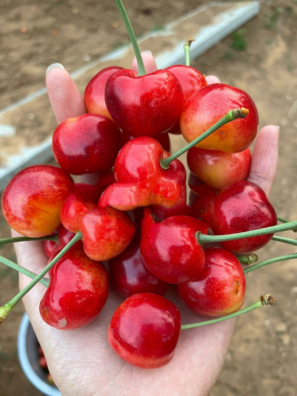 正宗大连雷尼大樱桃 给想要了解雷尼及更多其他品种的