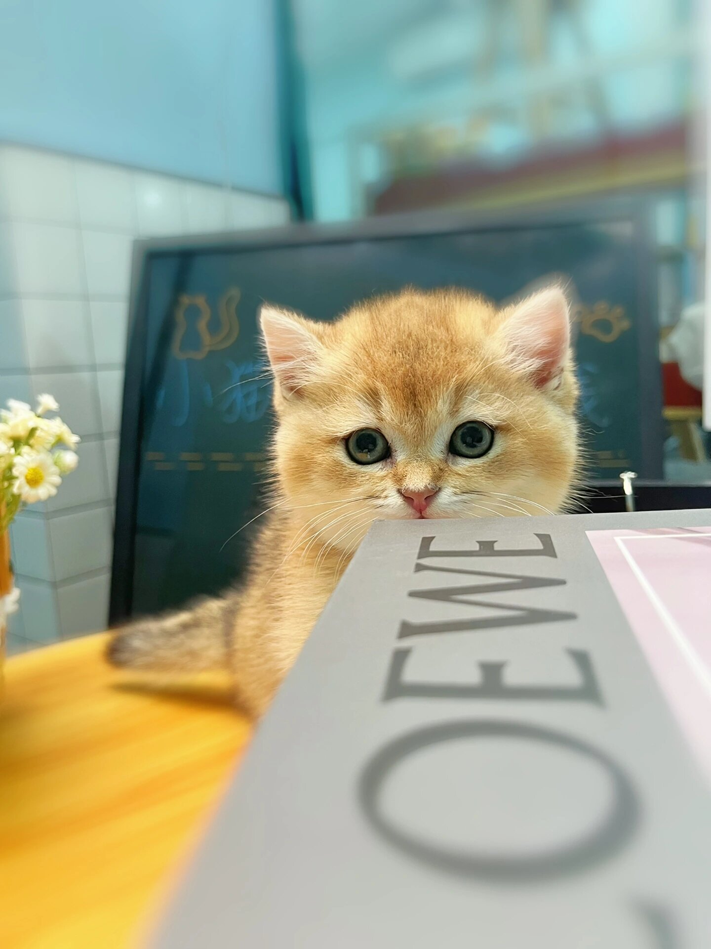 英短金渐层矮脚猫咪 曼基康矮脚猫 小短腿猫