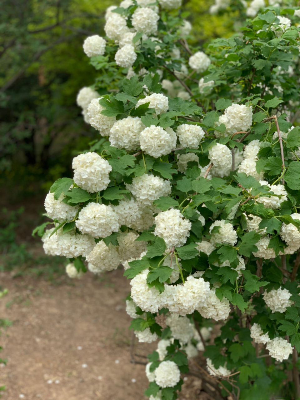 五一假期,去植物园转了一圈,一片葱茏,真是"孟夏草木长"啊