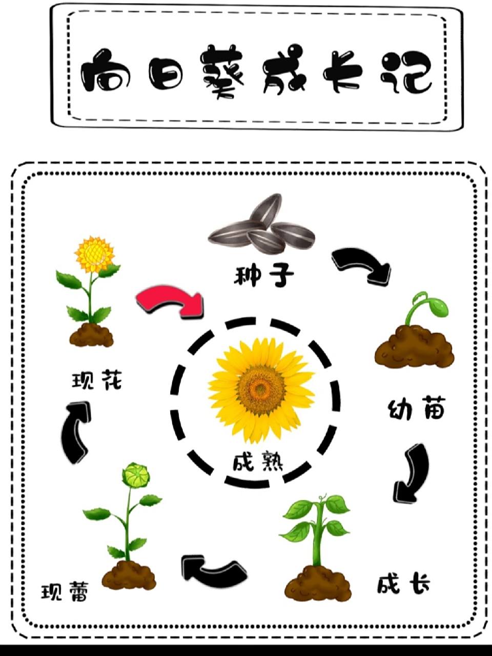 向日葵种植流程简笔画图片