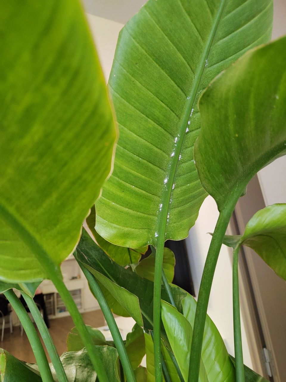 求助:我家天堂鸟长的白色的是虫害吗? 白色的这是什么玩意?