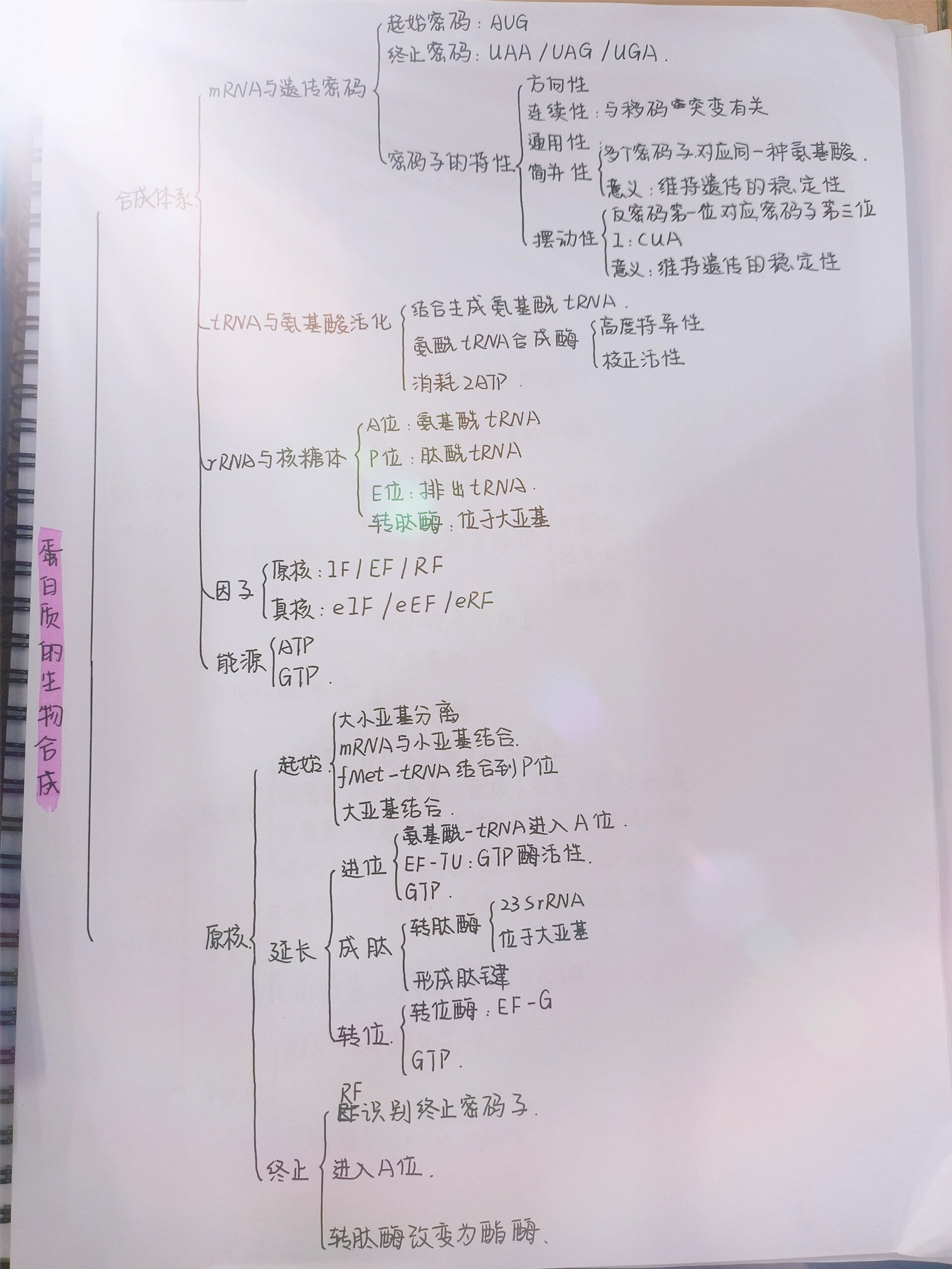 蛋白质的思维导图手绘图片