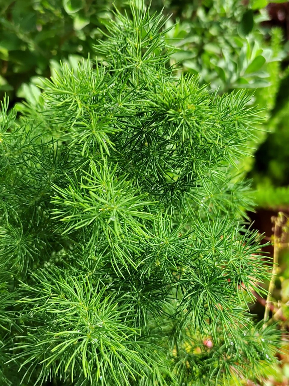 真正的蓬莱松图片图片