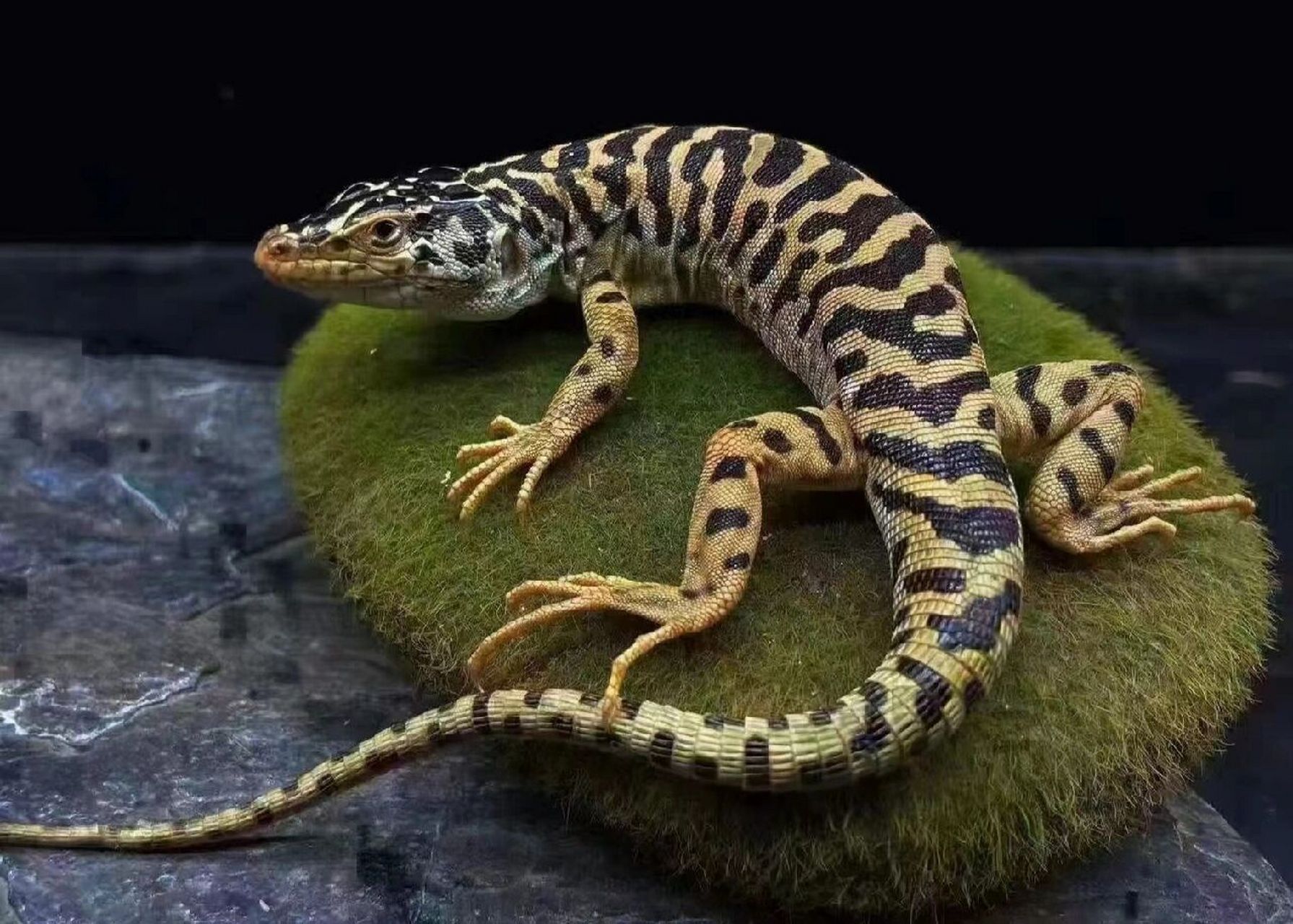 三种漂亮国产蜥蜴代表 虎纹捷蜥,沙漠型蜥蜴,非常好饲养.