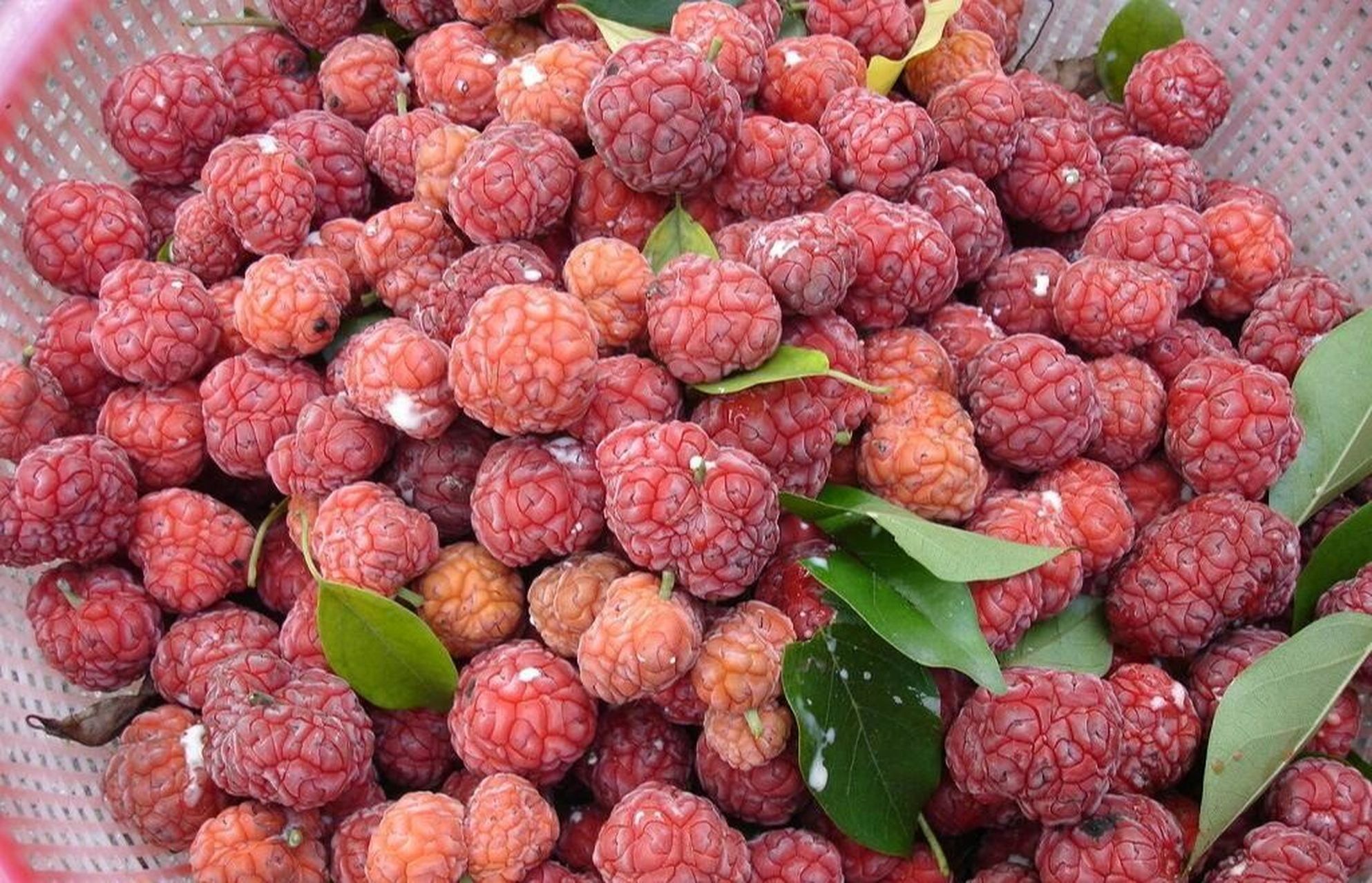 秋天的野果| 拓树果  你们见过这个果子么,这可不是荔枝哦,这是北方