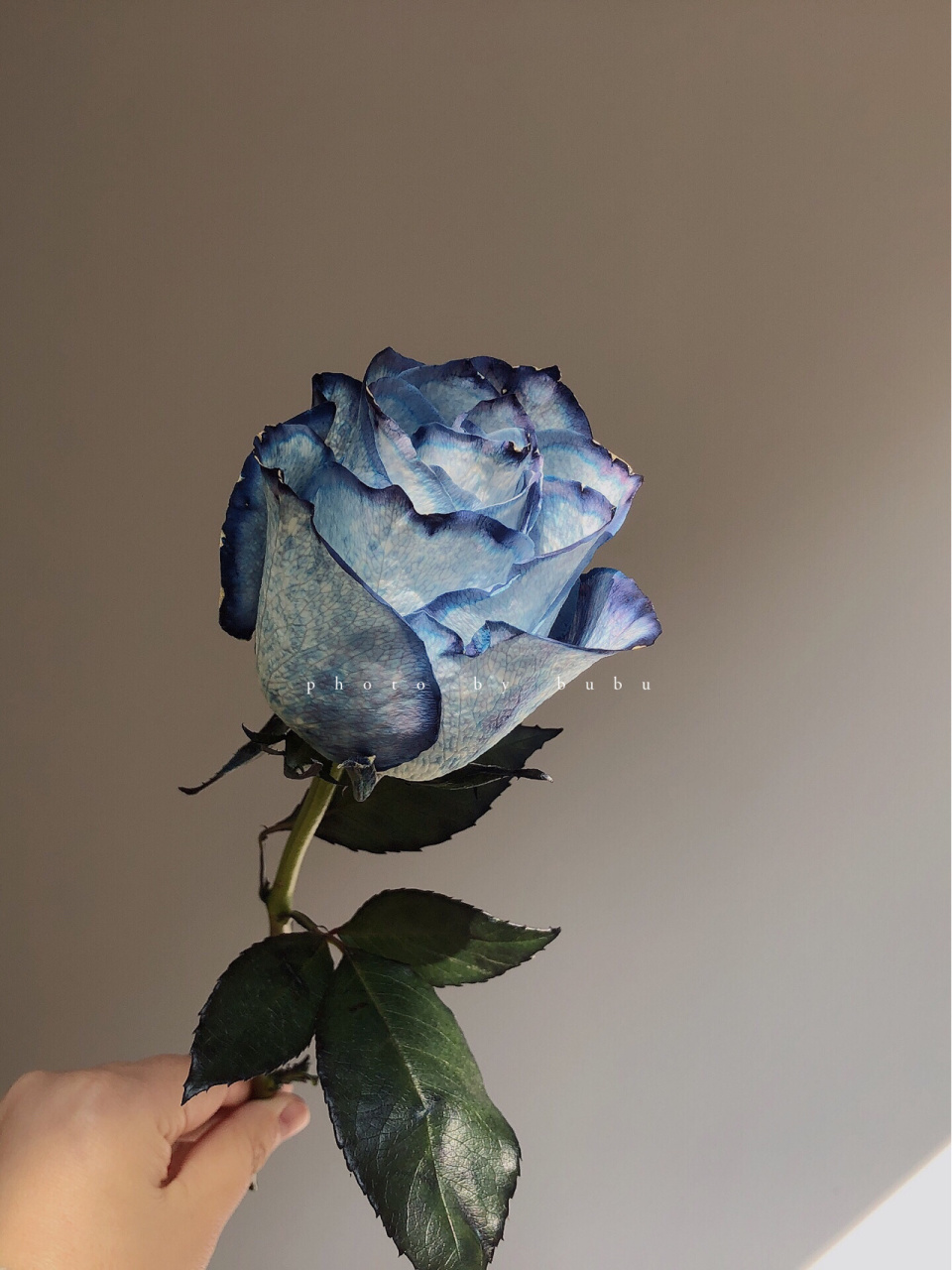 肯尼亚玫瑰 信天翁 比较懒 年前的图一直都没有发 前面4张花期为第7天