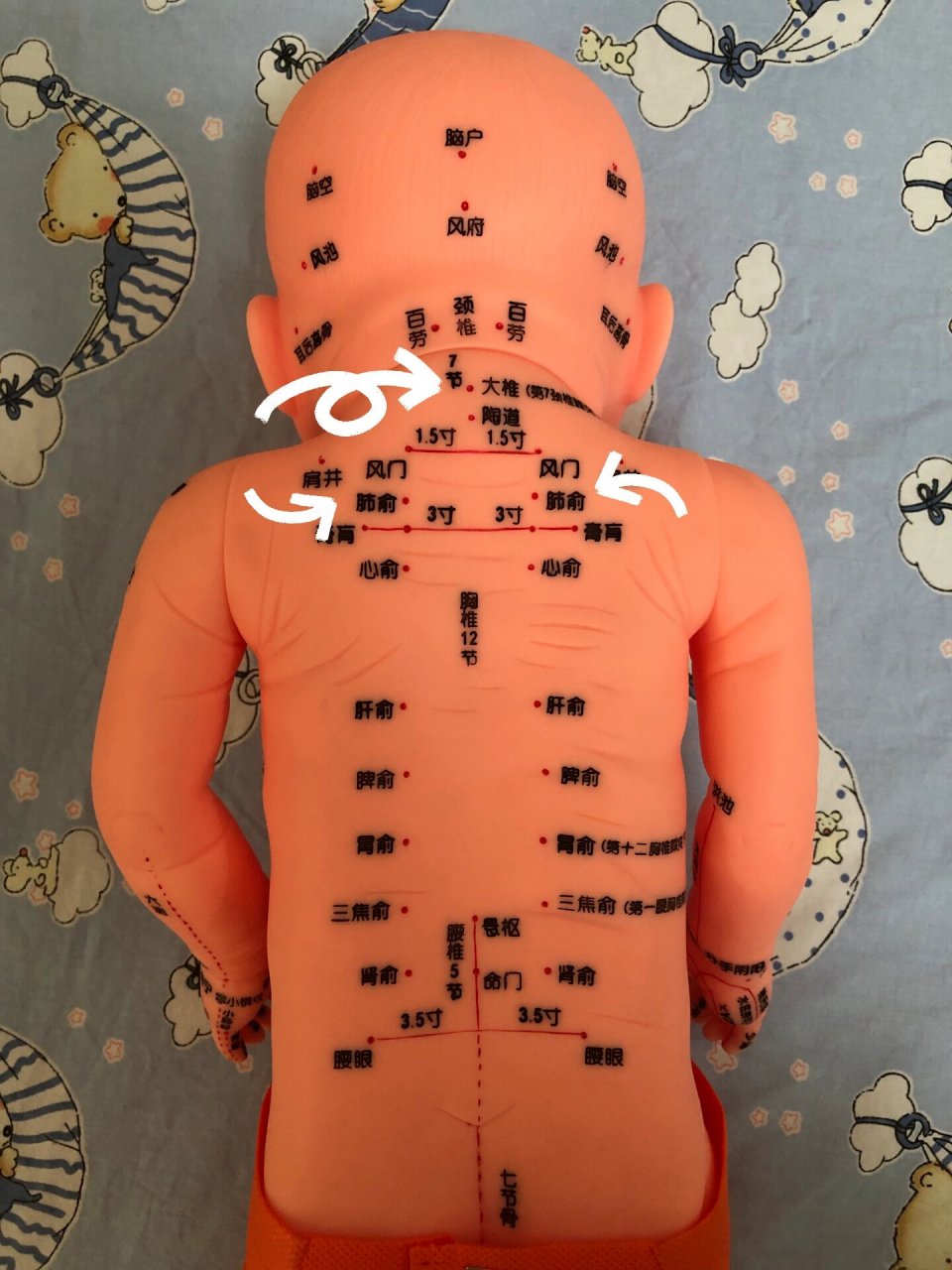 婴幼儿感冒咳嗽穴位贴敷位置图 今天带弟弟做儿保,看到这个模型穴位图