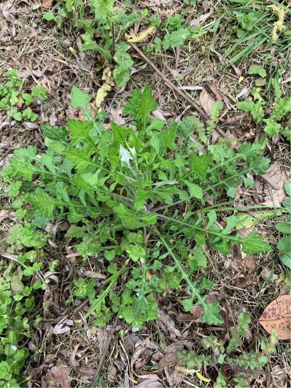 泥胡菜与蒲公英图片