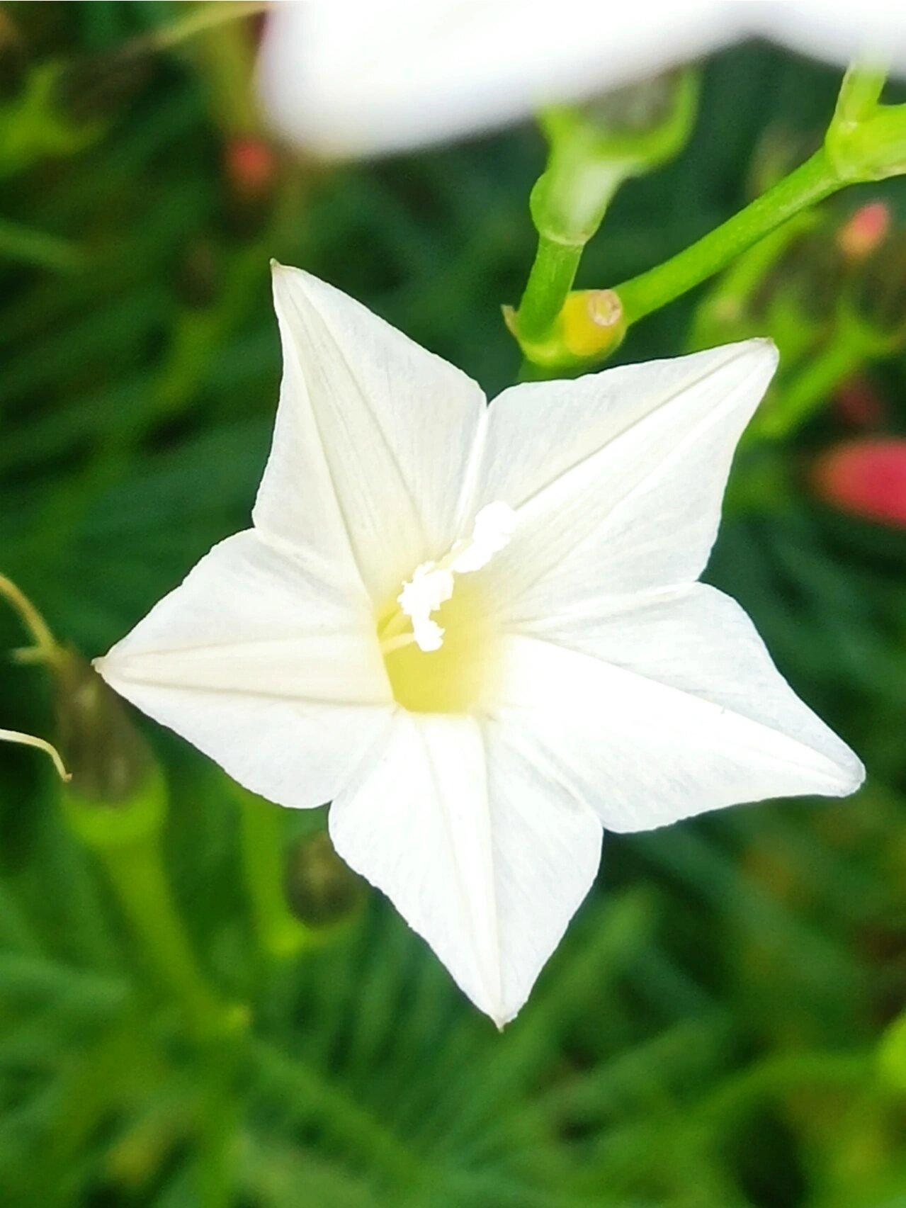 白色的五角星形状的花朵,它叫茑萝