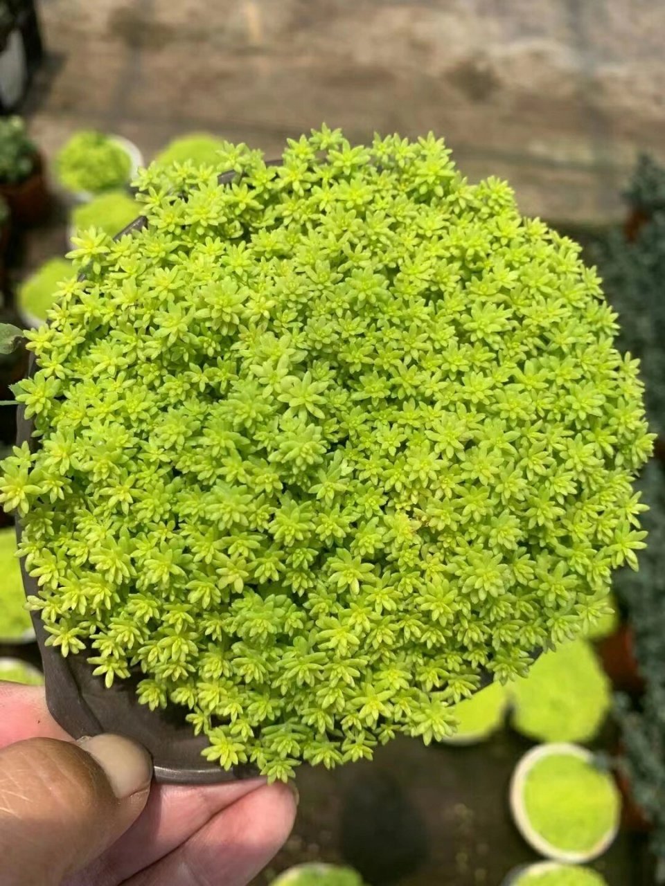 黄金薄雪万年草-又称黄金万年草-黄金草 黄金薄雪万年草(学名:sedum