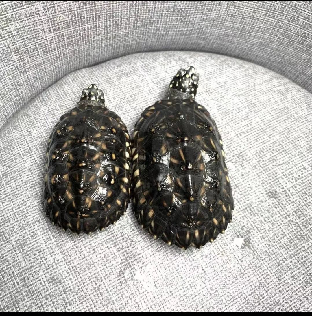 黑池龟又称斑点池龟 斑点黑池适应性强,性情活泼,因其身上散布白色斑