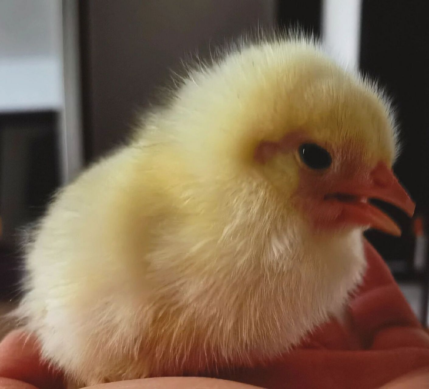 🗣:小鸡仔为什么一直叫👂 刚买回家的时候小鸡一直叫,感觉可能因