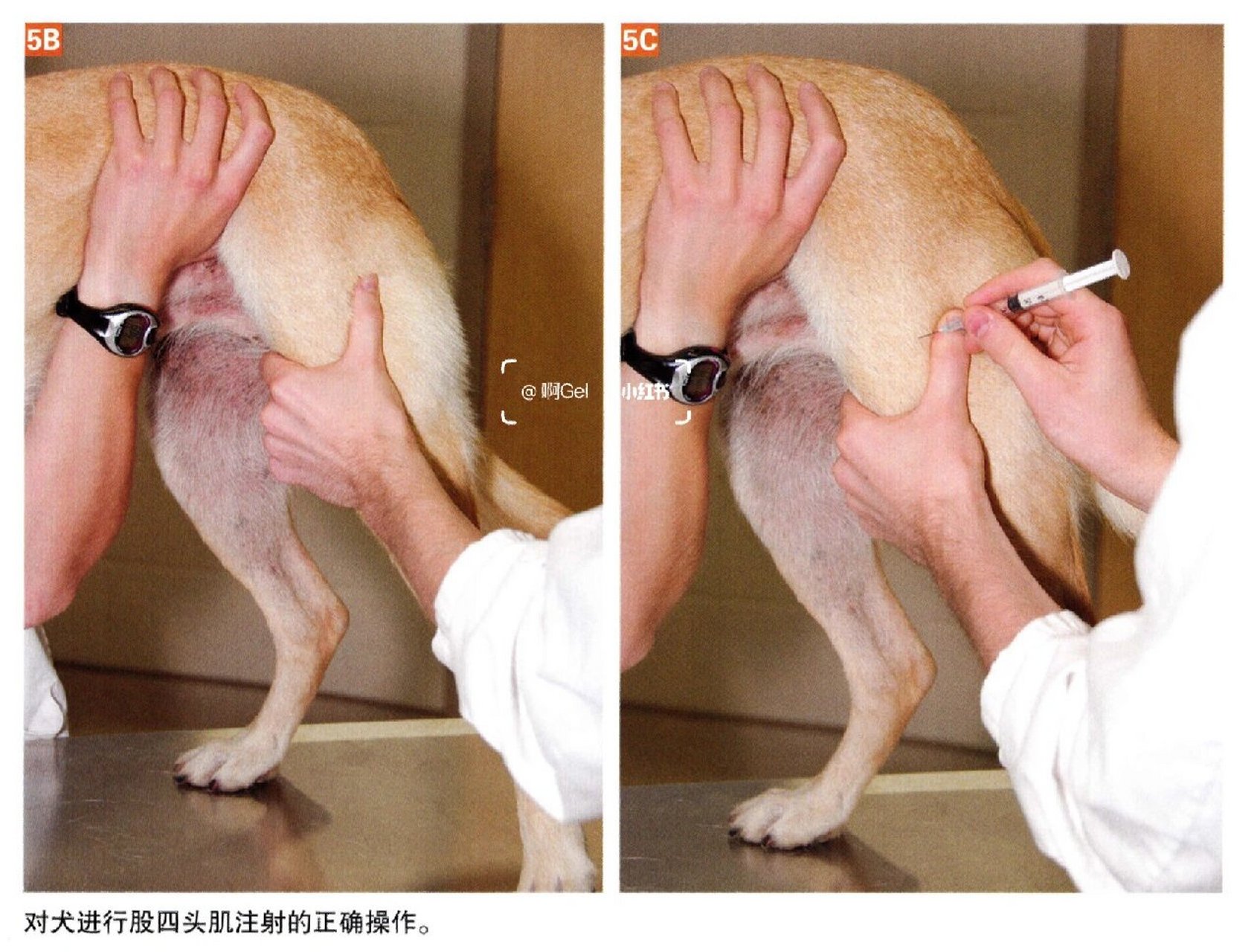 犬猫——肌肉注射 [局部解剖] 股前的股四头肌肌群,股后的半膜半腱肌