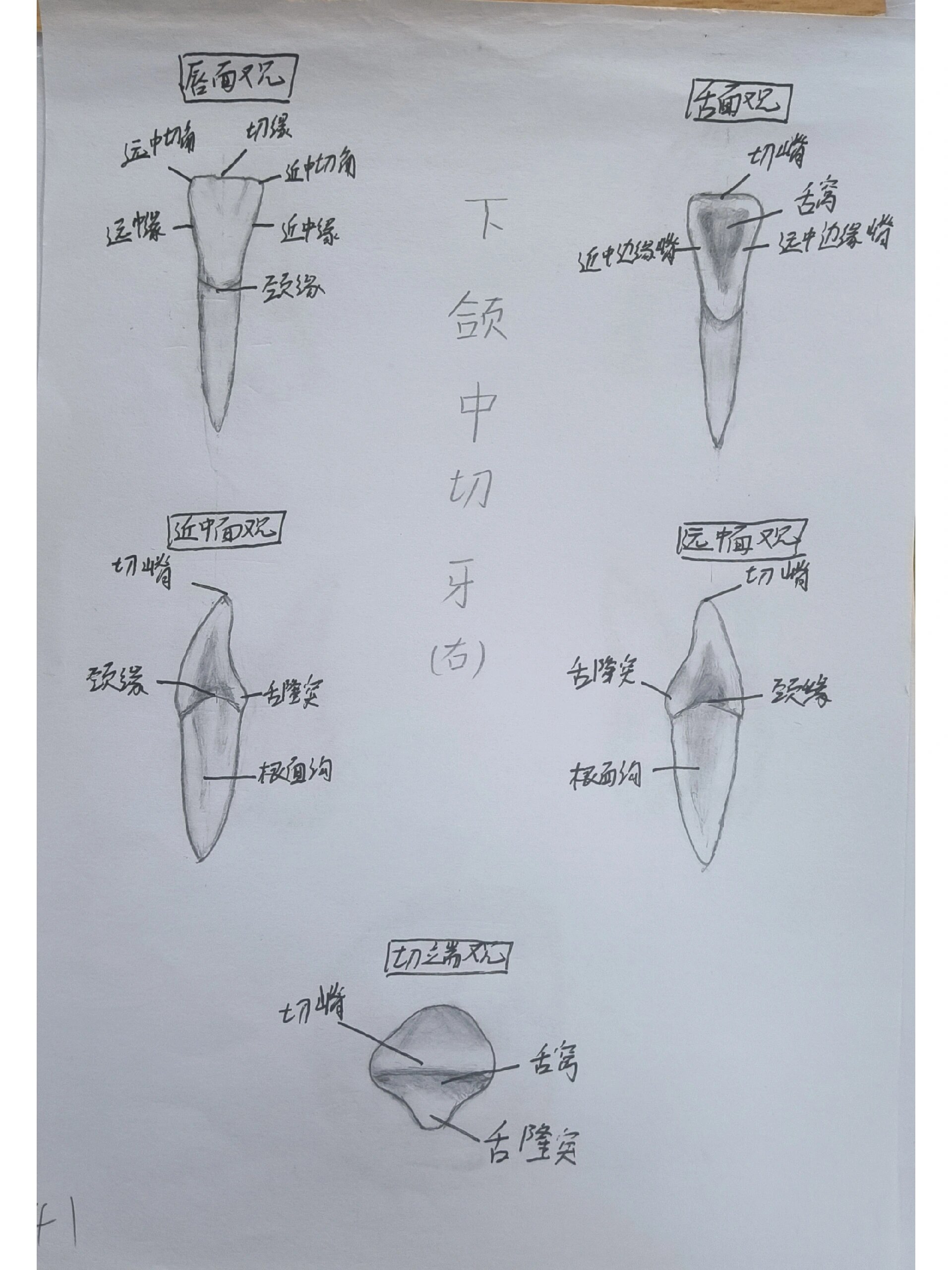 【牙体素描】上下颌切牙,尖牙,前磨牙