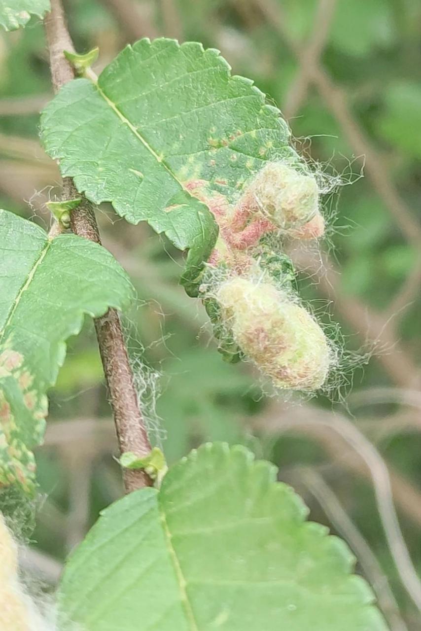 榆树叶子上长的,是种子还是虫卵? 邢台 记录春天的植物