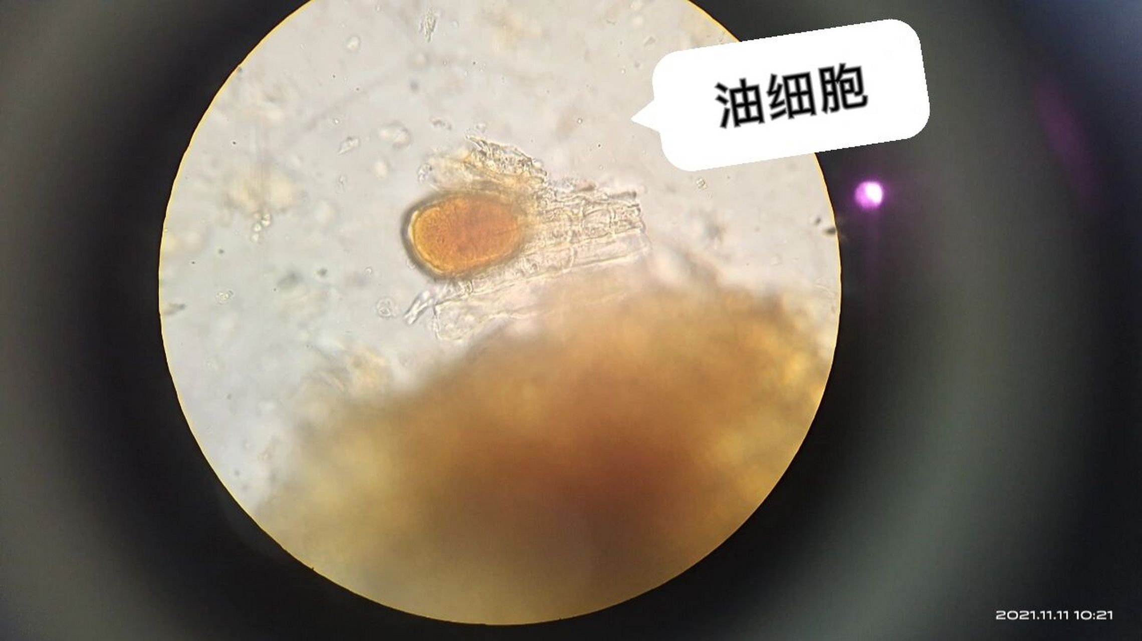 肉桂粉末石细胞手绘图图片