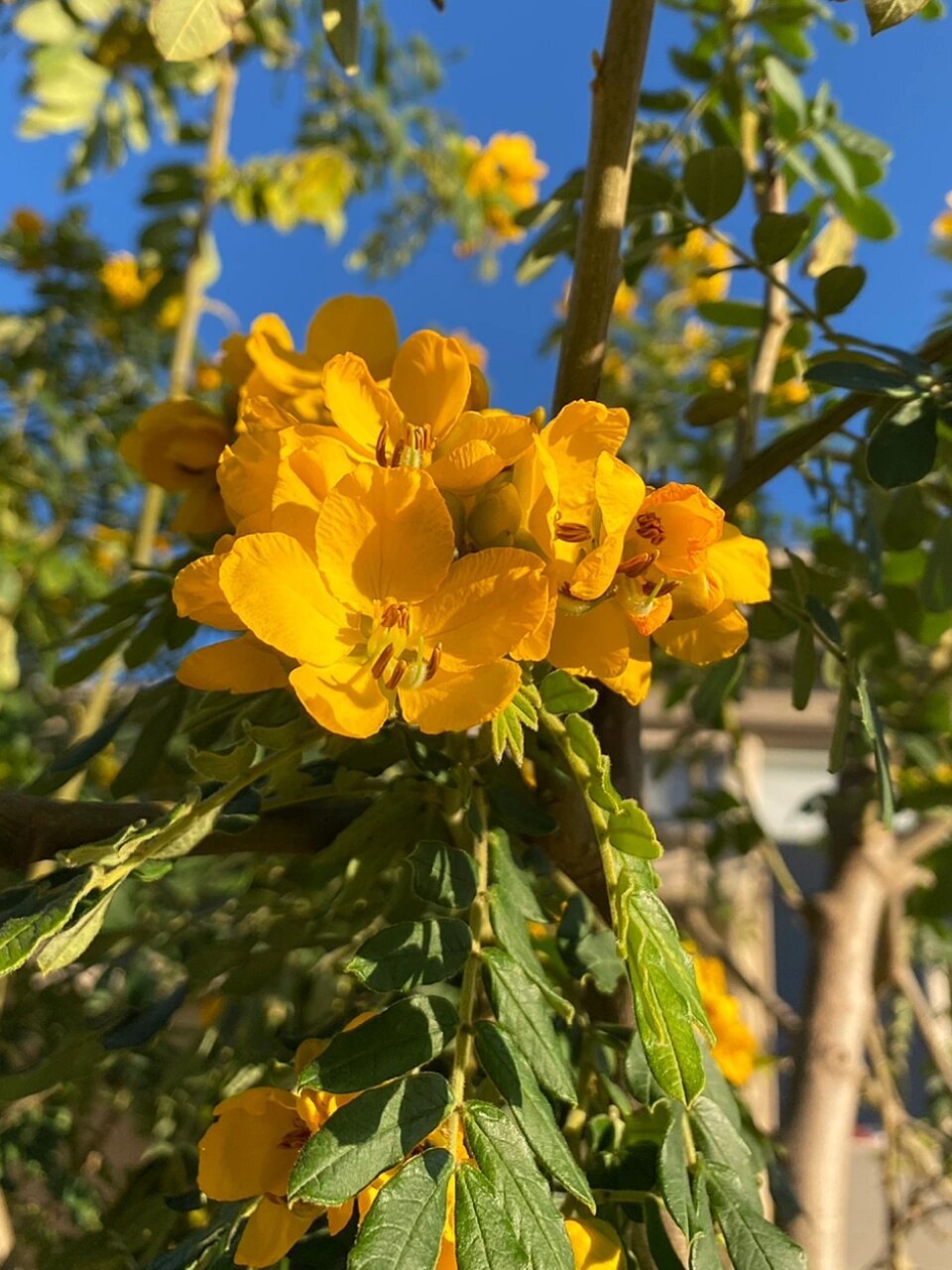 双荚决明 双荚决明(学名:senna bicapsularis (l.) roxb.