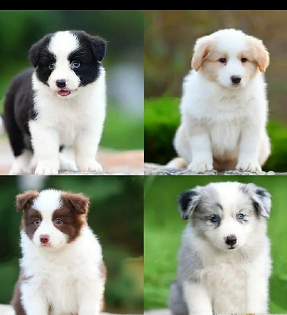 大家不会还不知道边牧有哪几种吧!