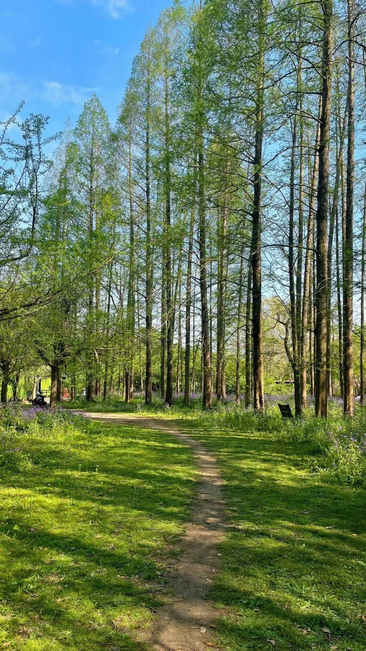 共青国家森林公园|治愈森林 99地址:上海市杨浦区军工路2000号 99