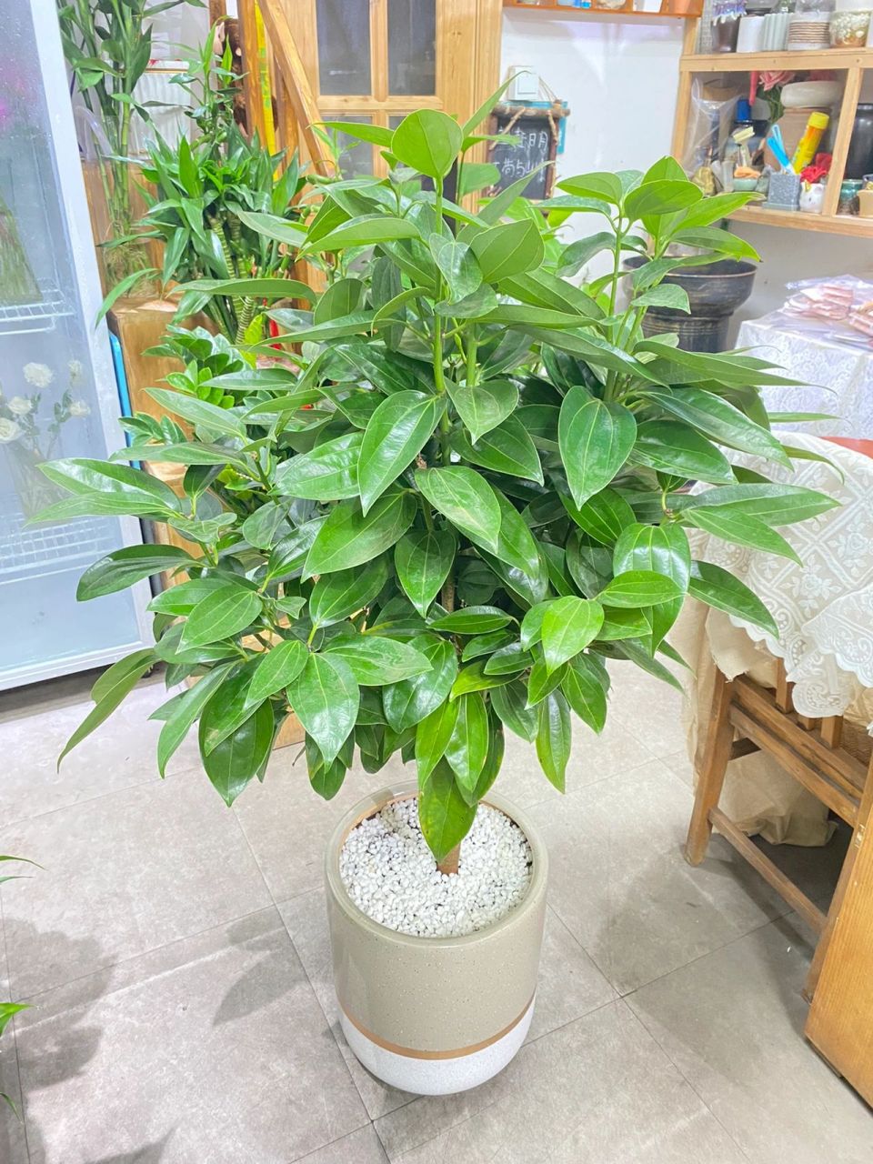 平安树的养护 平安树有平安,吉祥,合家幸福,万事如意的寓意,因此,人们