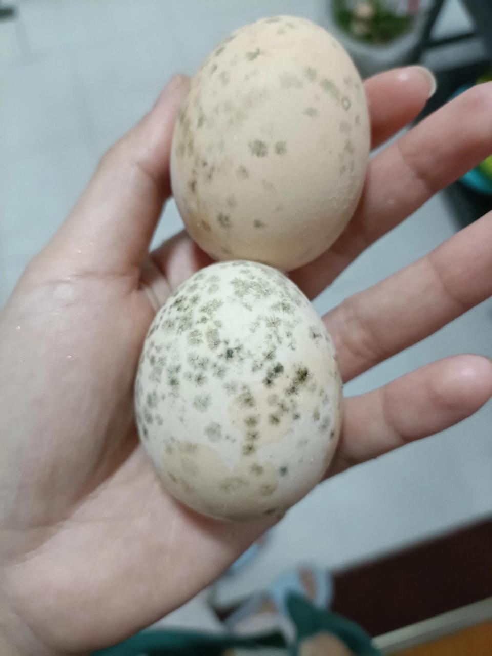 鸡蛋表面像霉斑一样能吃吗 鸡蛋表面像霉斑一样能吃吗 打开是好的,说