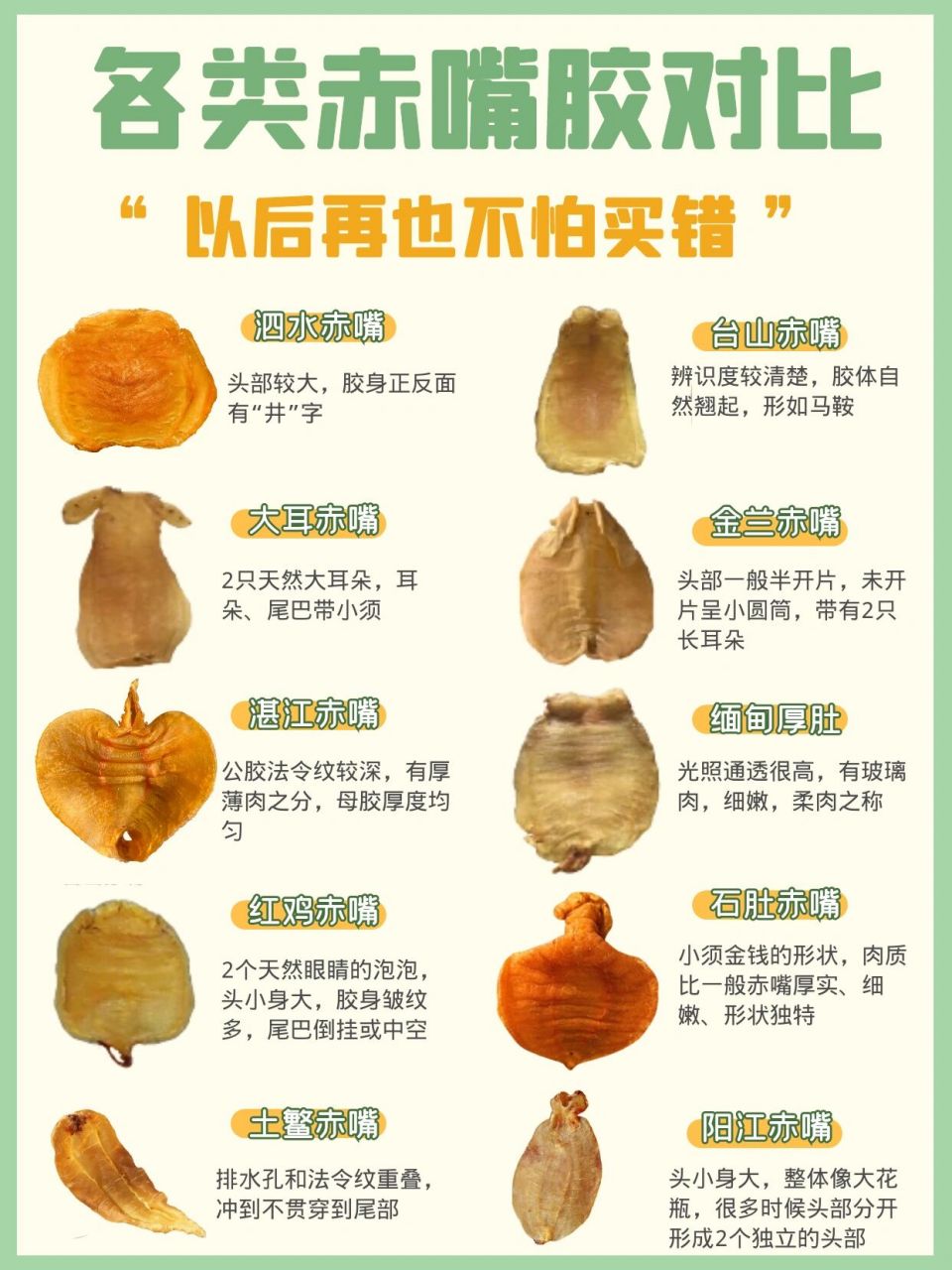 【赤嘴鱼胶】10大品种介绍6015学会不掉坑 赤嘴鳘鱼胶作为鱼胶