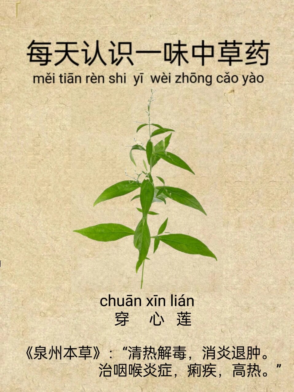 每天认识一味中草药|穿心莲 91别名:一见喜,金香草 91中药材