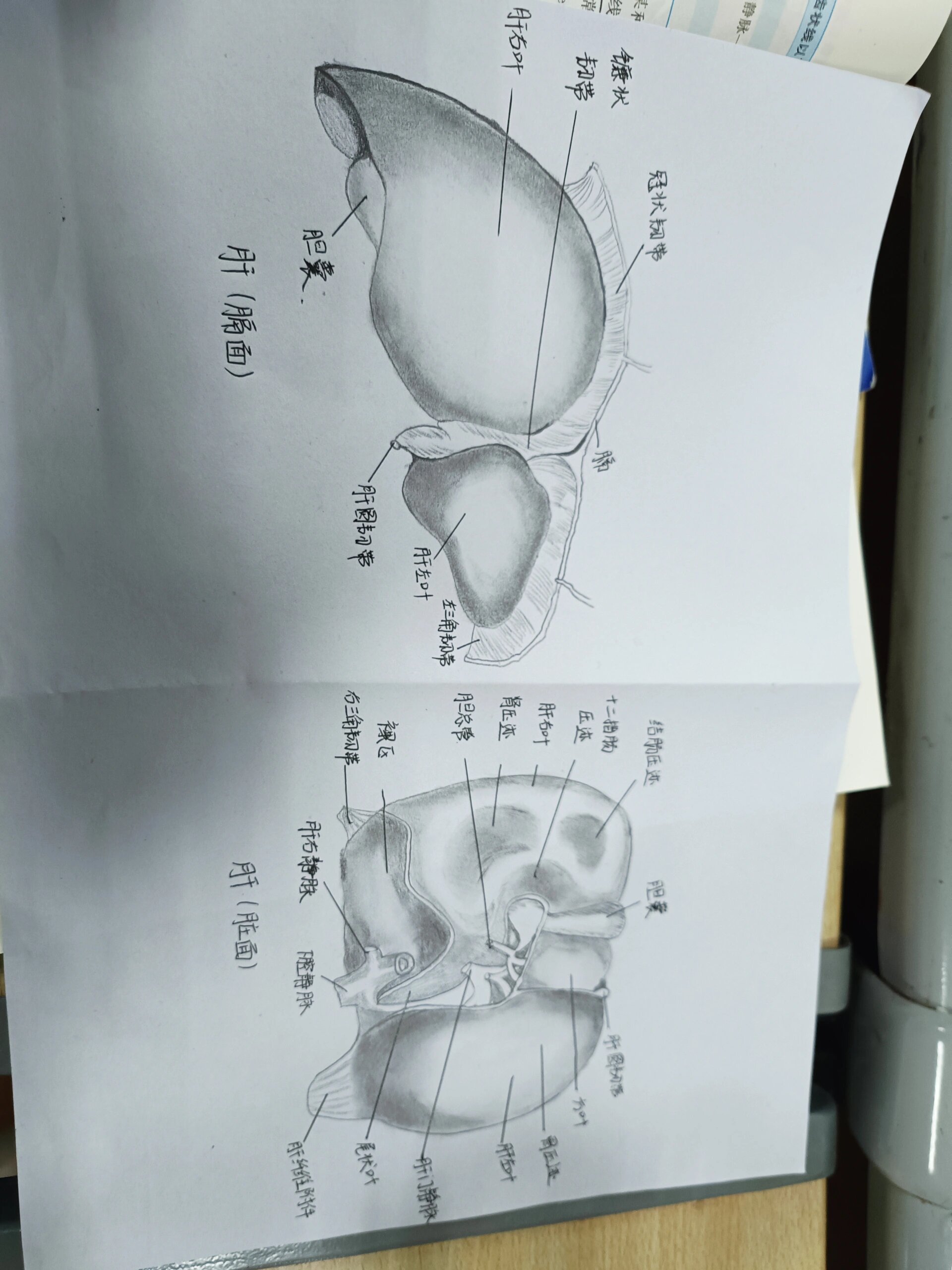 肝脏素描画图片