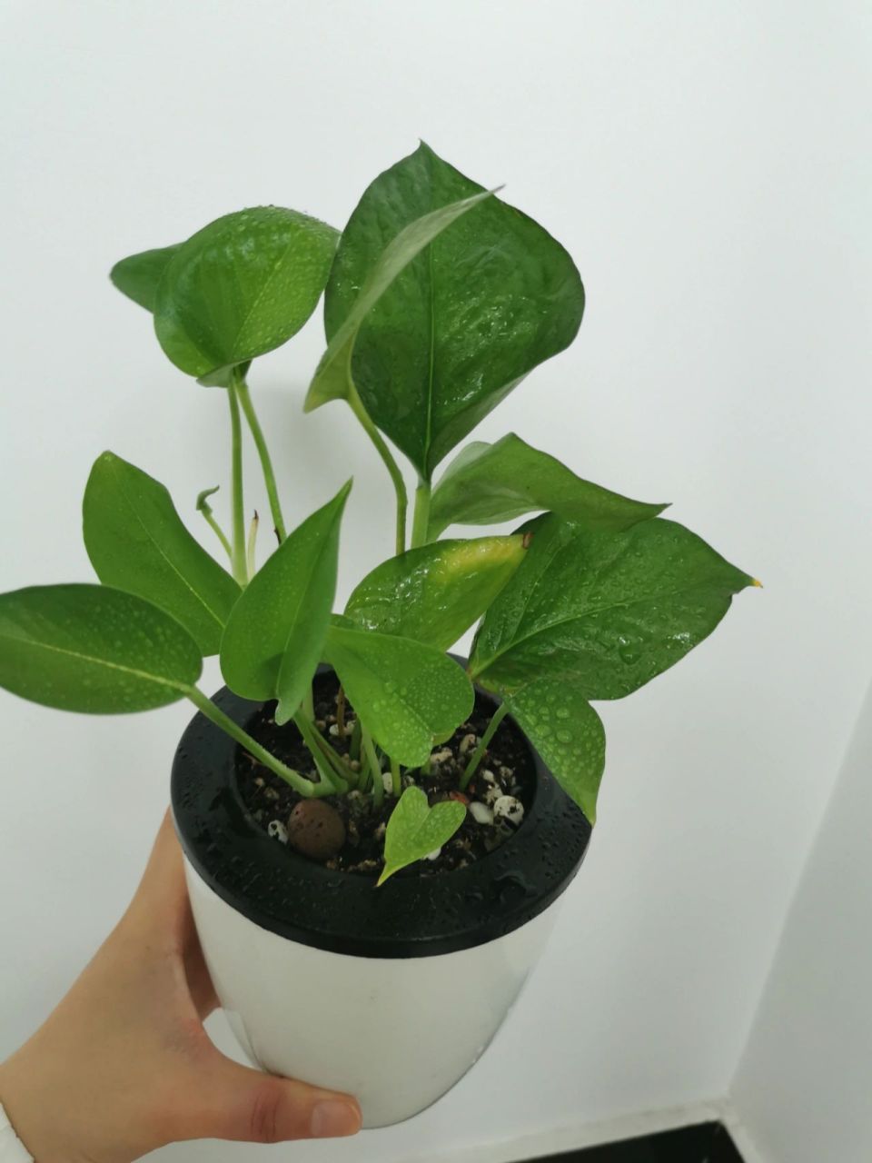 绿萝水培转土培 从大盆的绿萝上剪下来的枝桠放在花瓶里水培,最近看长