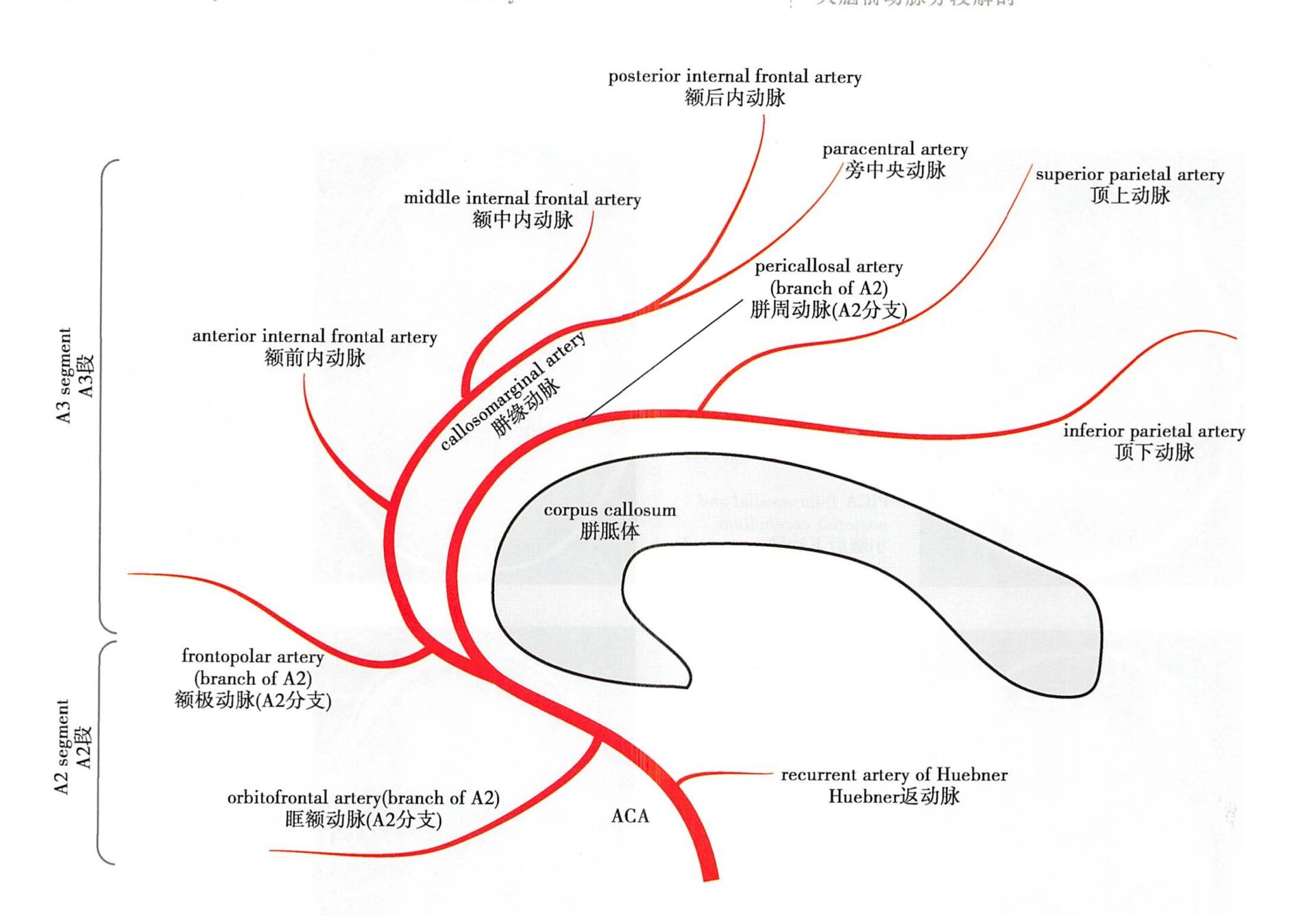 大脑前动脉位置图片