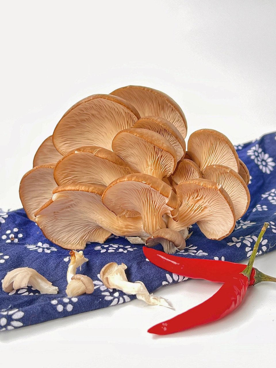 绘画素材第111//蘑菇的世界～冻菌