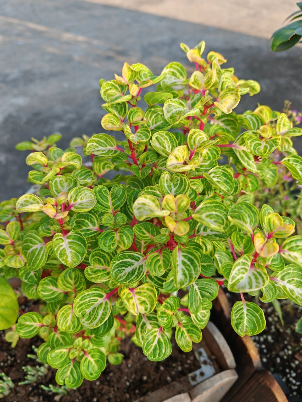 巨好养的钱多多/锦叶血苋 超级无敌巨好养,种在花箱里露天养护,风吹