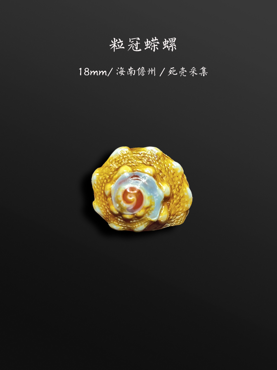 这些螺,你也在海边见过 漂亮的蝾螺(就是俗称猫眼螺牛眼螺的)和杨桃螺