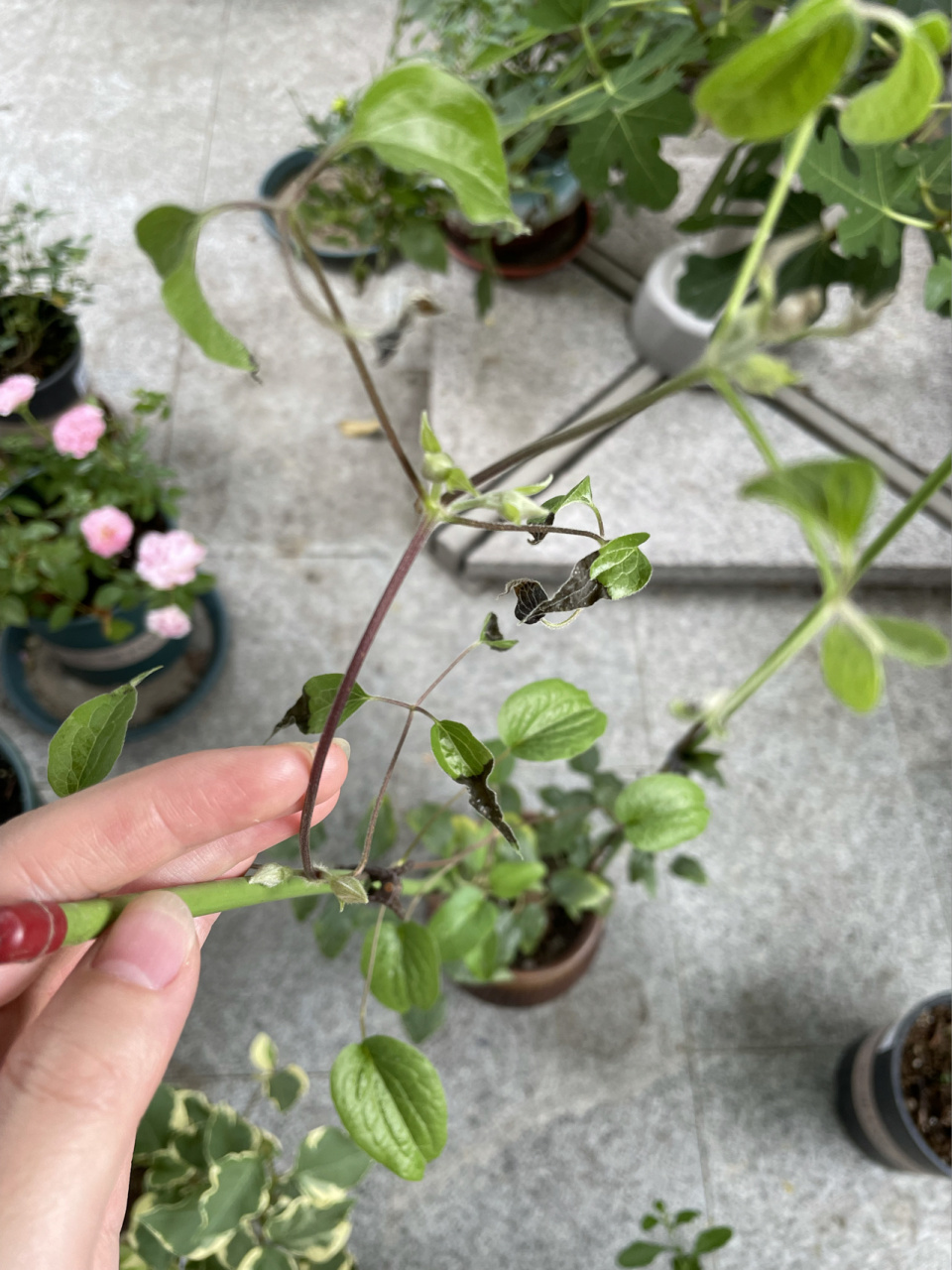 铁线莲叶片突然发黑 今天刚发现新长的叶片有一半都是黑的,这是什么