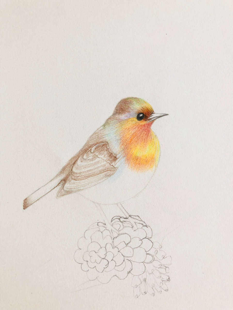 编号269(原创)好久没有画鸟了 8k素描纸 辉柏嘉60色水溶性红盒彩铅,所