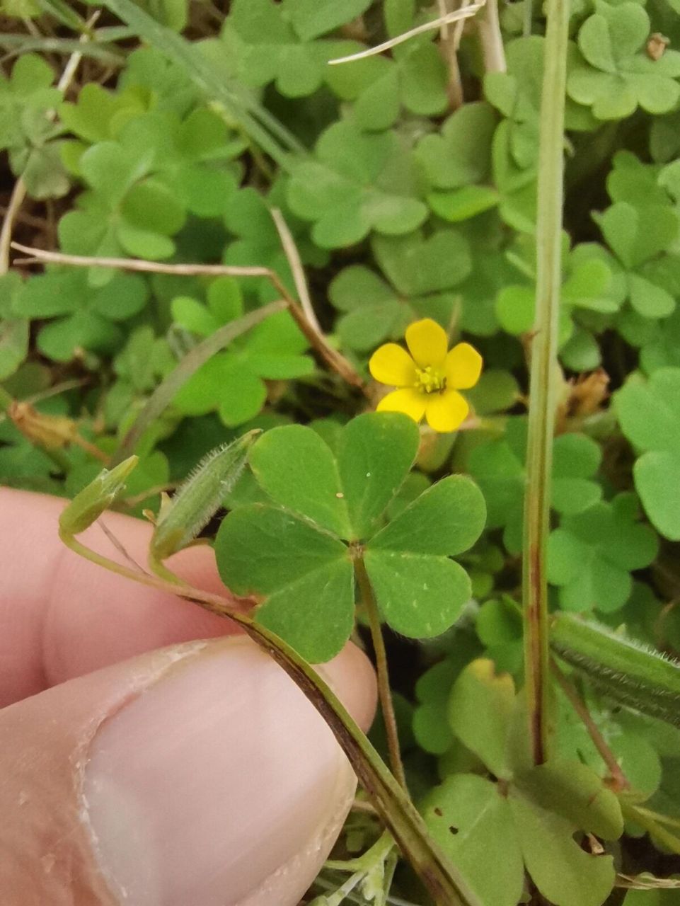 田野科普:这是酸酸草,很好吃!
