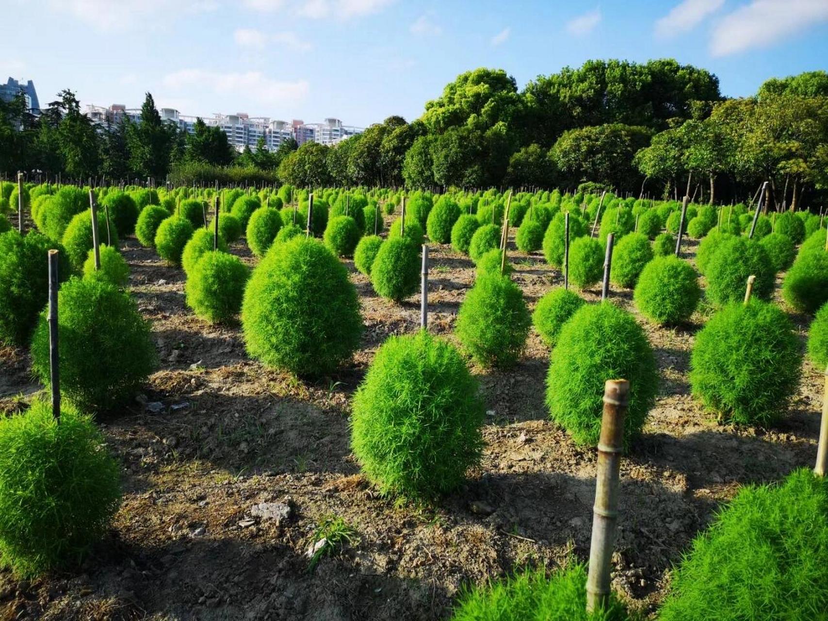 红地肤种植时间的把握 从景观红地肤生长周期和转色效果来计算,华东